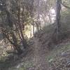 Meeting a deer along the Rim Trail.