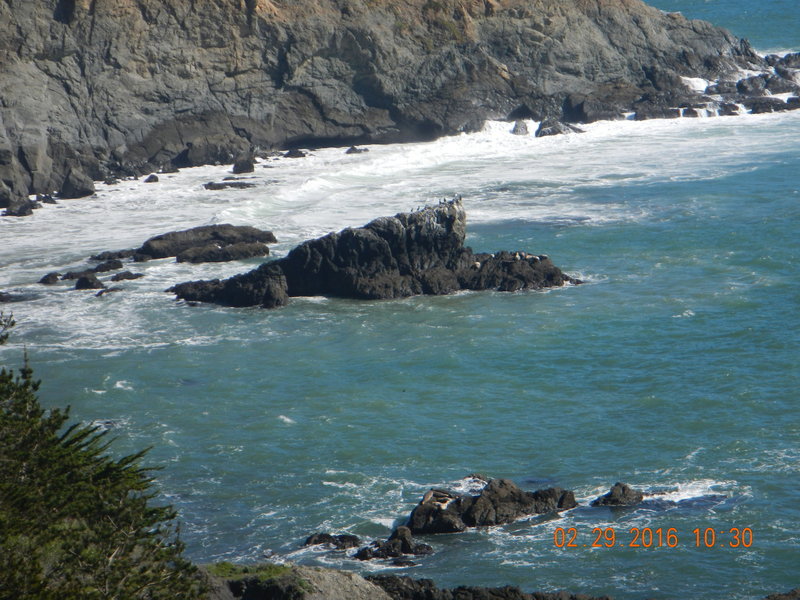 Seals can be seen sunning themselves just off of Point Bonita.