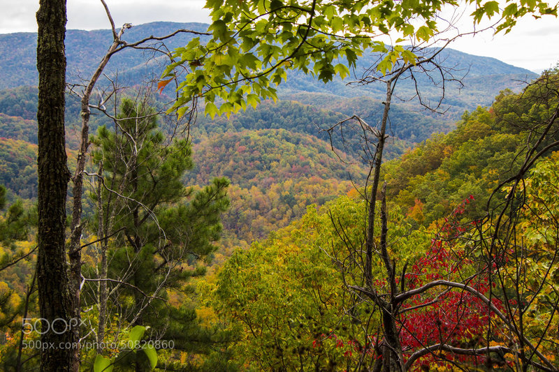 The Smokies show off their fall colors near the Little Greenbrier Trail.