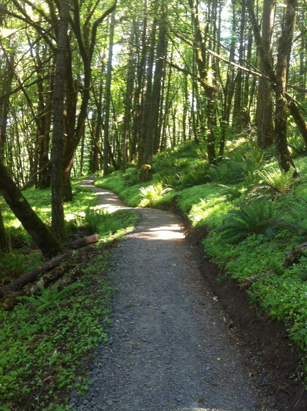 Entering the forest on Trail 4.