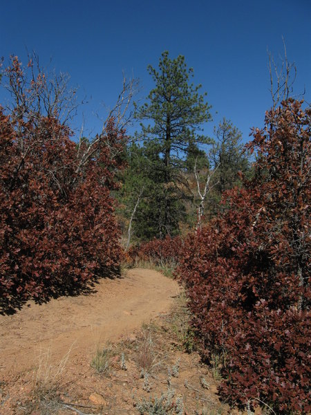 Rusty red scrub oak on the Falcon Trail.