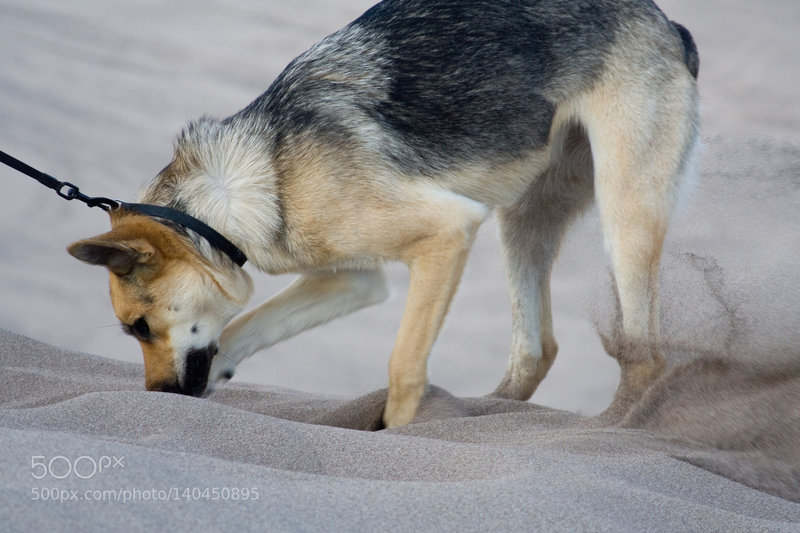 Four legged friends particularly enjoy the dunes!