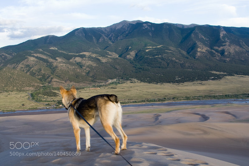 A pup looks over the Sangre de Cristo's from a high vantage point.