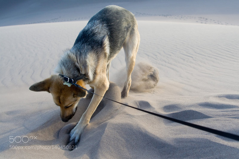 Digging for buried treasure at the Great Sand Dunes.