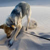 Digging for buried treasure at the Great Sand Dunes.