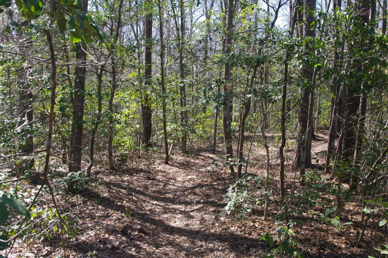 Wooded singletrack around the pond.