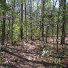 Wooded singletrack around the pond.