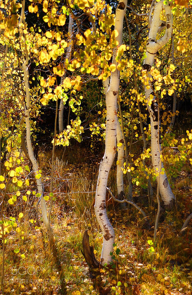 Fall colors at Cedar Break.