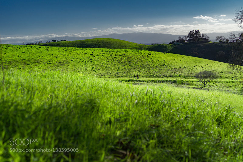 Vibrantly green hillsides at Mission Peak Park