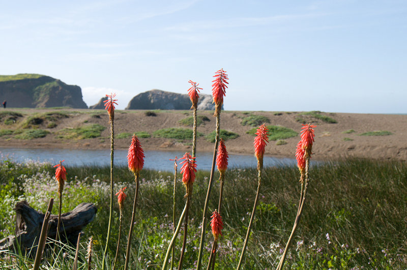 Flowers along Rodeo Beach in Marin Headlands. with permission from Frank_Richards