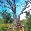 Making the turn on the Aiea Loop Trail.