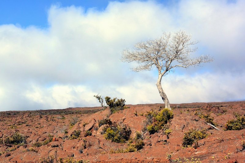 One of the last trees (actually skeleton of a tree). with permission from Andrew Stehlik