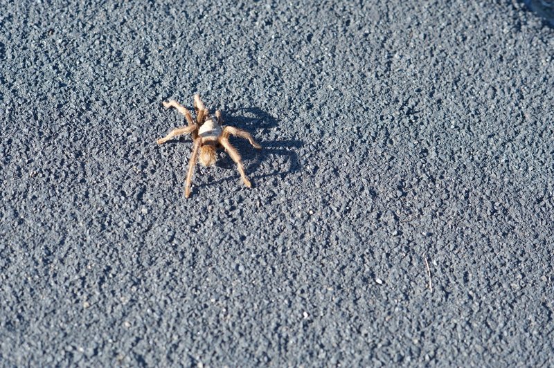 Tarantula on the trail.  In the winter, they can be found on and beside the trail, so watch where you step.