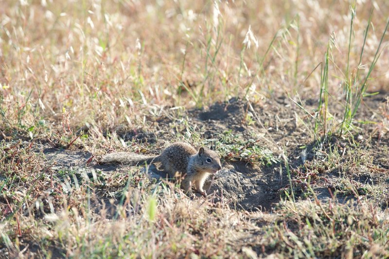 Squirrels burrow in the ground off to the sides of the trail. You'll see them feeding on grass seeds and hear them as they chirp warnings to each other.