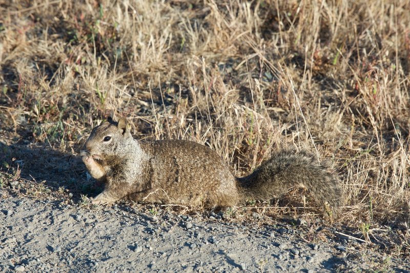 Squirrel feeding on grass seeds along the trail.