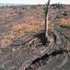 Lava flowed around a tree. with permission from Ronald Losure