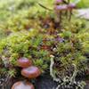 Spring toadstools.