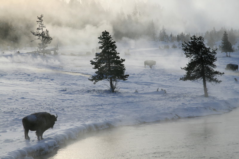 Bison in Biscuit Basin area. with permission from Richard Ryer