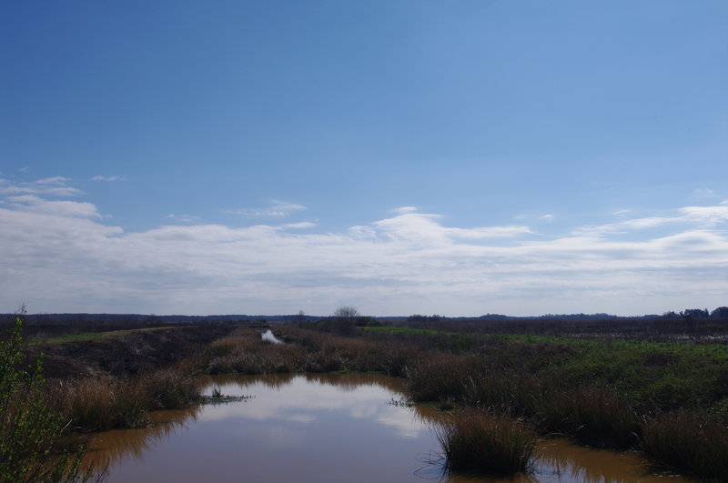 The canal in the center of the Recess Plantation Trail.