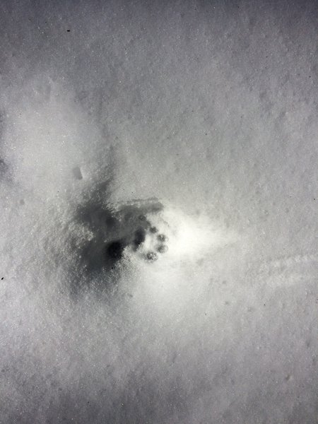 Possibly a bobcat track on Hughes Ridge