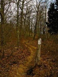 The trail continues to wind into the woods.