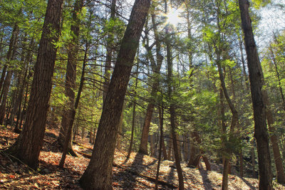 Hemlock groves scatter the Silver Spray trail.