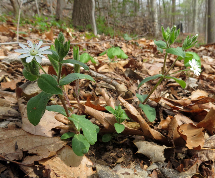 Star Chickweed.