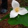 Trillium flowers in bloom, early springtime