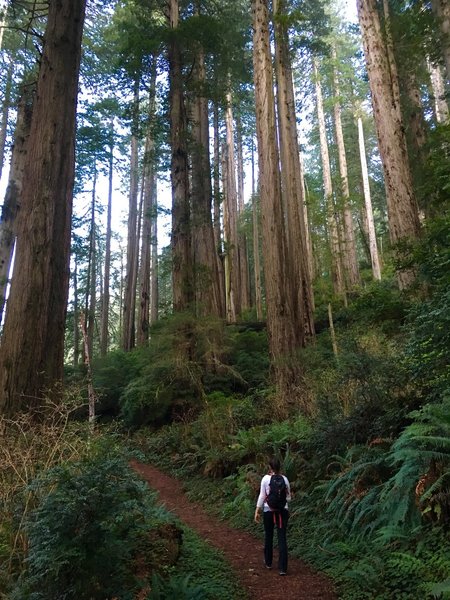 Great trail through amazing redwoods