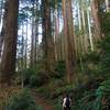 Great trail through amazing redwoods