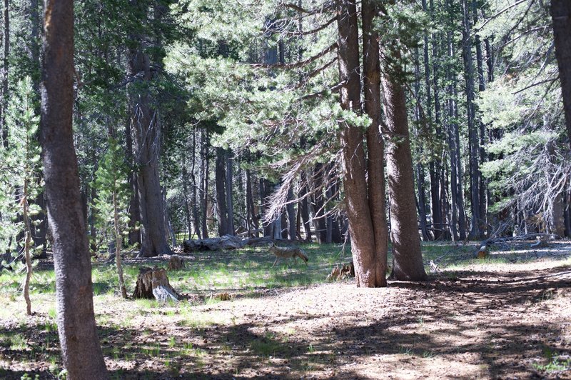 Coyote walking through the woods.