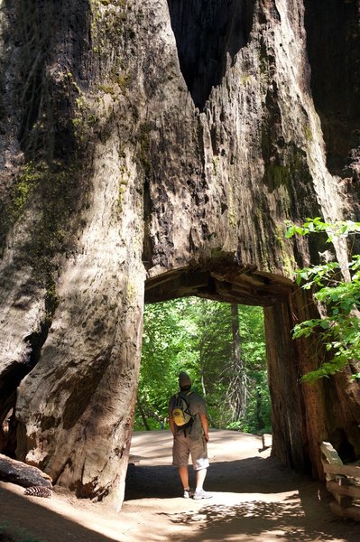 Tunnel Tree in the Tuolumne Grove of Giant Sequoias.