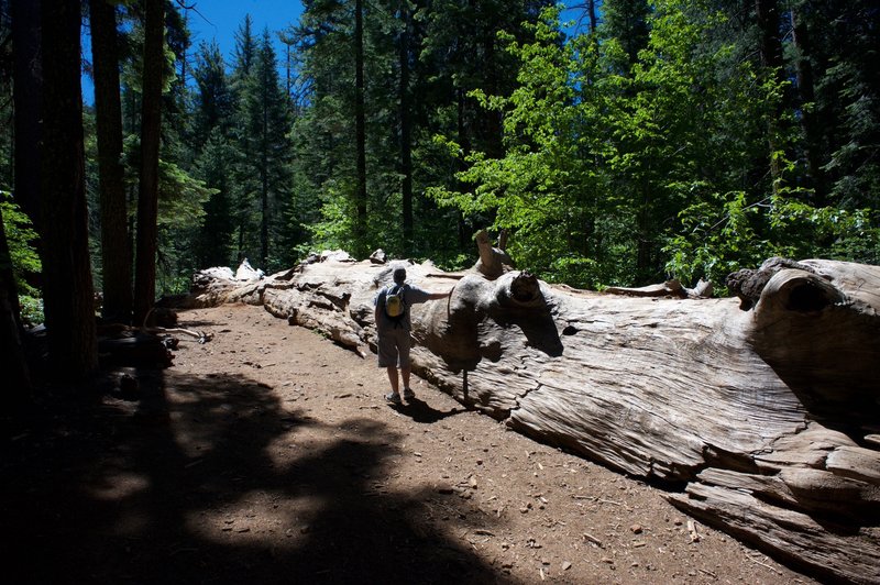 The Fallen Giant in the Tuolumne Grove.