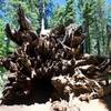 The roots of a fallen sequoia tree.