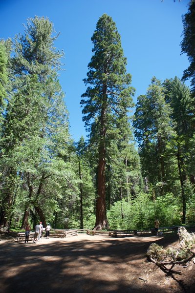 Giant trees.