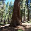 A Giant Sequoia tree in the grove.