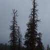 The area right below the Taft Point and Sentinel Dome parking lot.