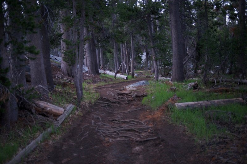 The trail leading to Clouds Rest.  You can see the roots scatter across the trail, so make sure you watch your step.