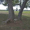 Trees now shade what was once the battlefield.