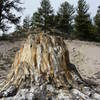 Big Stump on the Petrified Forest Loop.