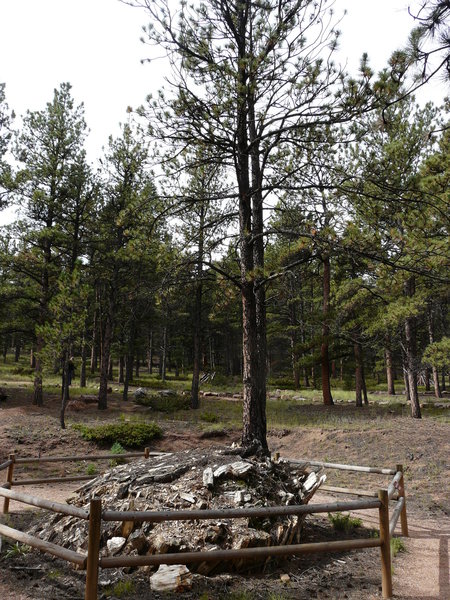 A pine grows from fossilized redwoods.