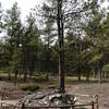 A pine grows from fossilized redwoods.