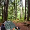 Stillwell Campsite in deep forest.