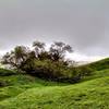 A rainy day on the Ohlone Wilderness Trail.