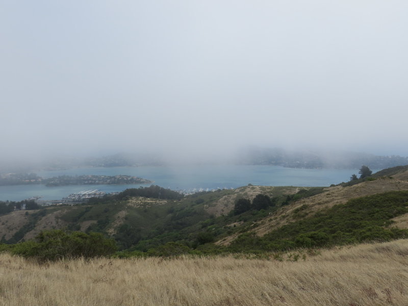 A foggy day on the Miwok Trail.