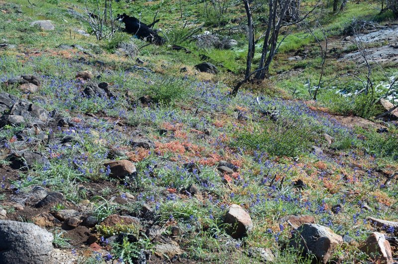 Wildflowers bloom in the spring time as the area recovers from the Big Meadow Fire in 2009.