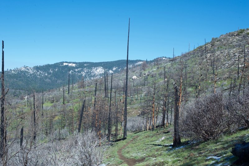 The trail passes through the remains of the Big Meadow Fire in 2009.