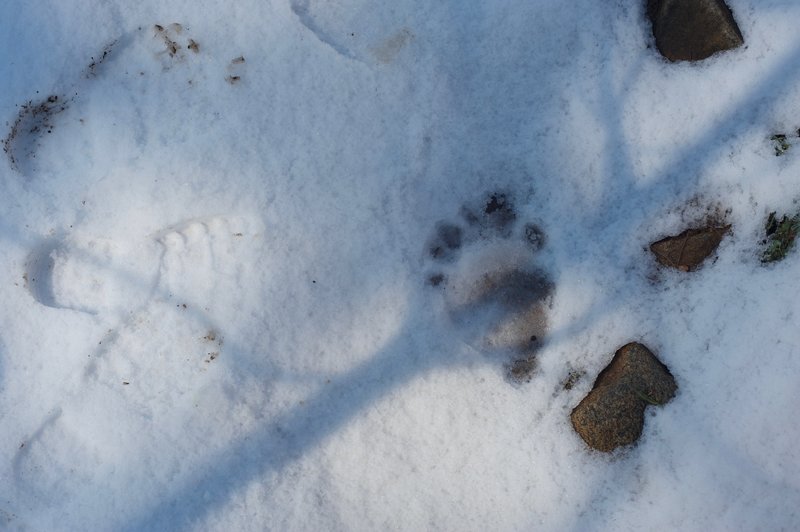 Bear tracks in the spring mean that hibernation season is over.