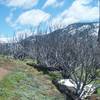 The narrow trail works through the area as it recovers from the Big Meadow Fire in 2009.