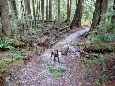 Small bridge that's always under water!
